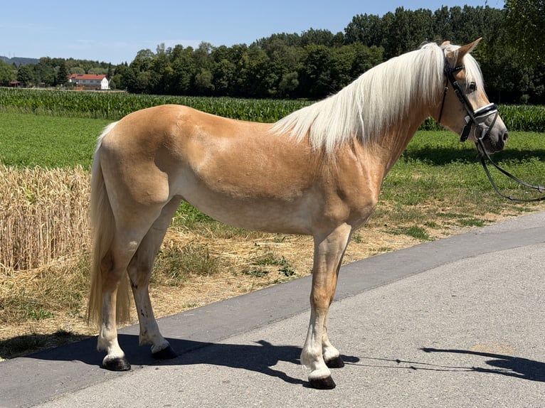 Haflinger / Avelignese Giumenta 3 Anni 150 cm Sauro in Riedlingen