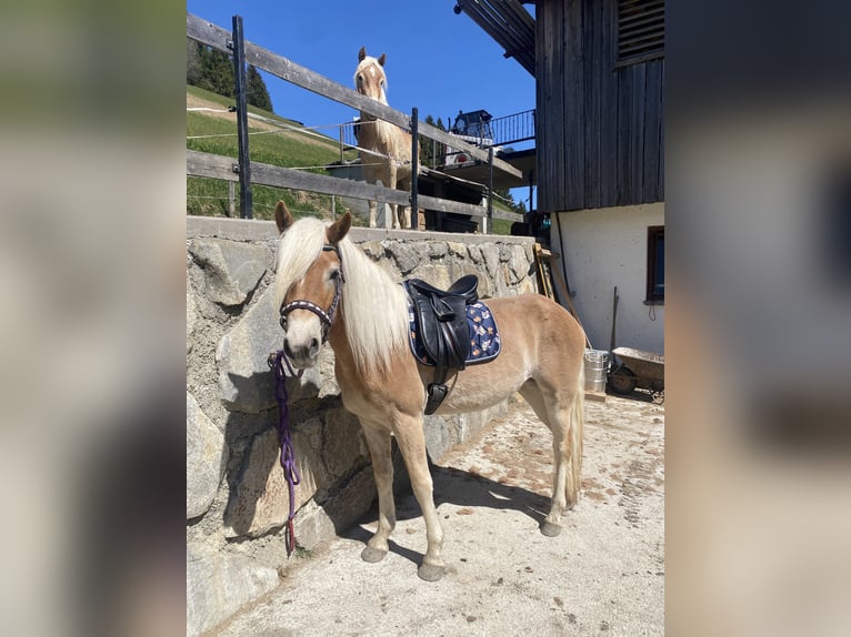 Haflinger / Avelignese Giumenta 3 Anni 150 cm Sauro in Hippach-Schwendberg