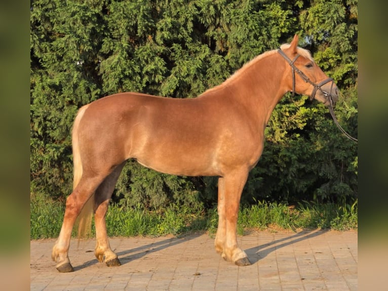 Haflinger / Avelignese Mix Giumenta 3 Anni 150 cm Sauro in Neu Gaarz