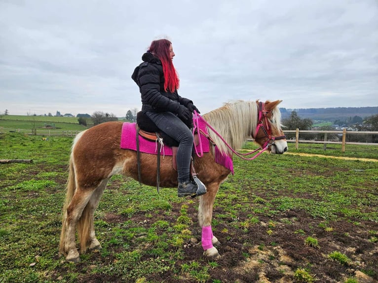 Haflinger / Avelignese Giumenta 3 Anni 150 cm Sauro in Linkenbach