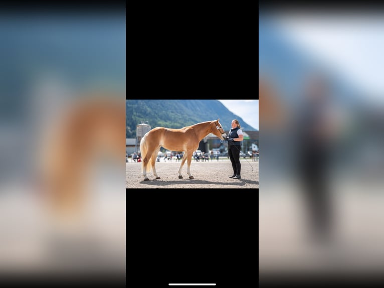 Haflinger / Avelignese Giumenta 3 Anni 152 cm  in Sölden