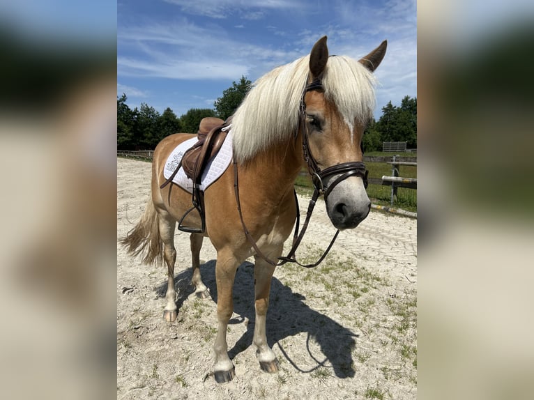Haflinger / Avelignese Giumenta 3 Anni 152 cm Sauro in Harkema