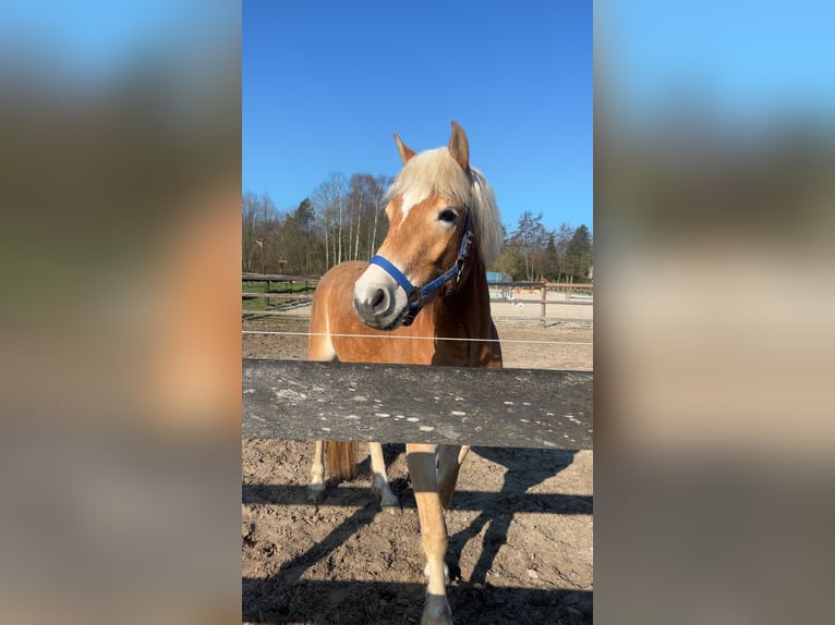 Haflinger / Avelignese Giumenta 3 Anni 152 cm Sauro in Harkema