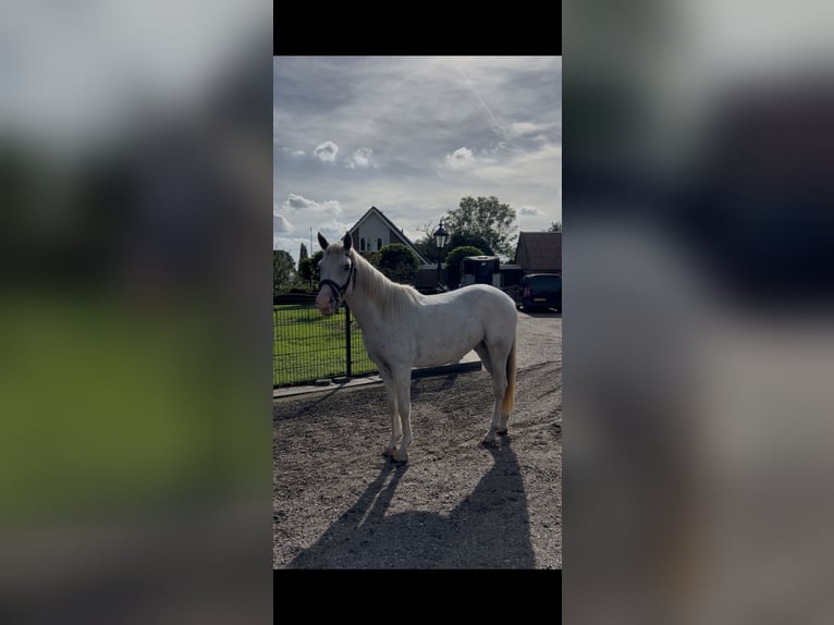 Haflinger / Avelignese Giumenta 3 Anni 152 cm Sauro in Harkema