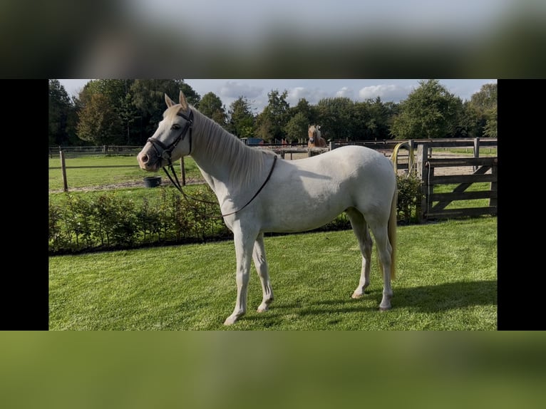 Haflinger / Avelignese Giumenta 3 Anni 152 cm Sauro in Harkema