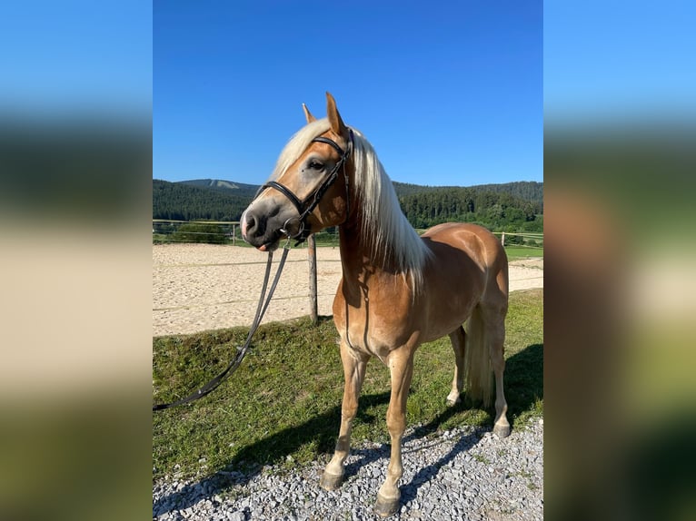 Haflinger / Avelignese Giumenta 3 Anni 154 cm  in Zachenberg