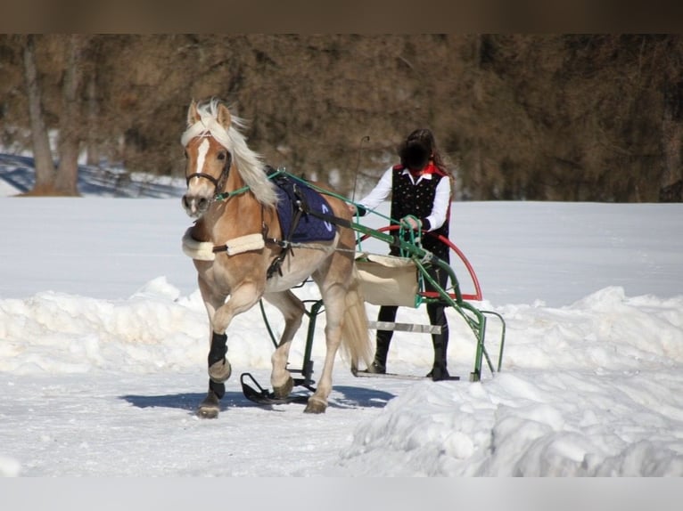 Haflinger / Avelignese Giumenta 3 Anni 154 cm  in Jenesien