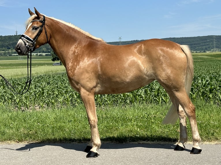 Haflinger / Avelignese Giumenta 3 Anni 154 cm Sauro in Riedlingen