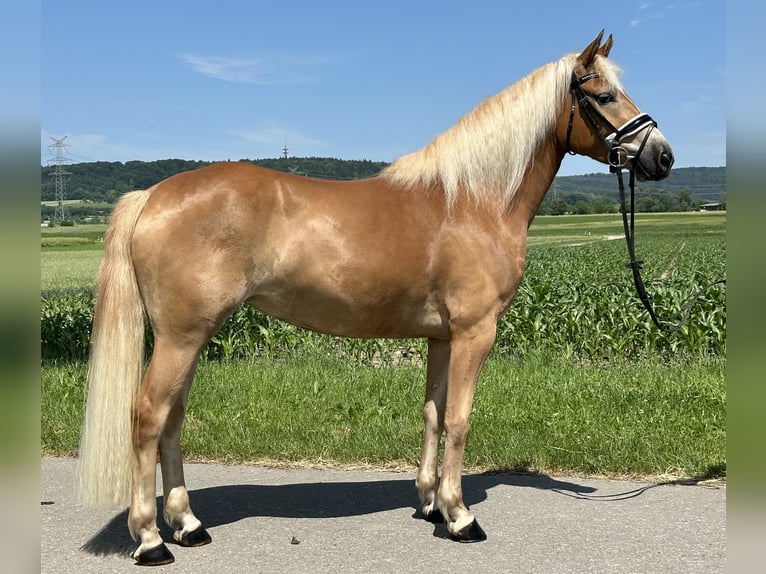 Haflinger / Avelignese Giumenta 3 Anni 154 cm Sauro in Riedlingen