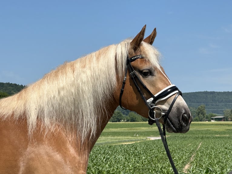 Haflinger / Avelignese Giumenta 3 Anni 154 cm Sauro in Riedlingen