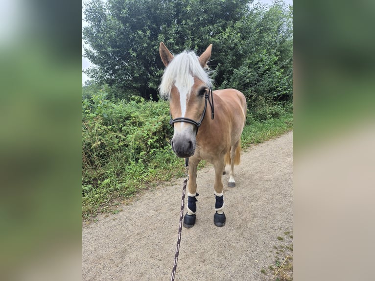 Haflinger / Avelignese Giumenta 3 Anni 155 cm Sauro in Kellenhusen