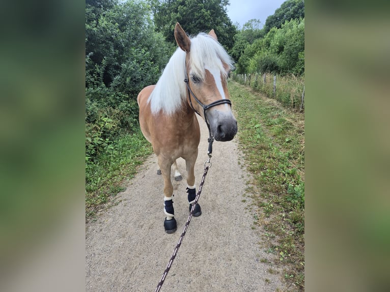 Haflinger / Avelignese Giumenta 3 Anni 155 cm Sauro in Kellenhusen
