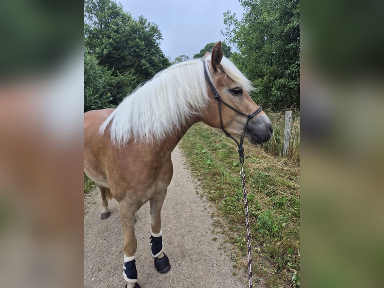 Haflinger / Avelignese Giumenta 3 Anni 155 cm Sauro in Kellenhusen