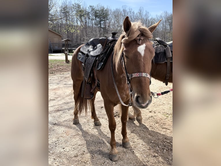 Haflinger / Avelignese Mix Giumenta 3 Anni 155 cm Sauro ciliegia in Augusta