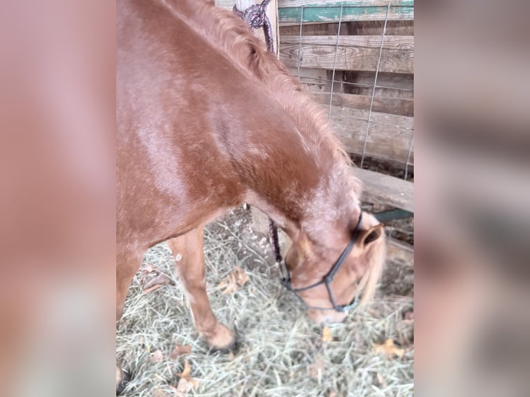 Haflinger / Avelignese Mix Giumenta 3 Anni 155 cm Sauro ciliegia in Augusta