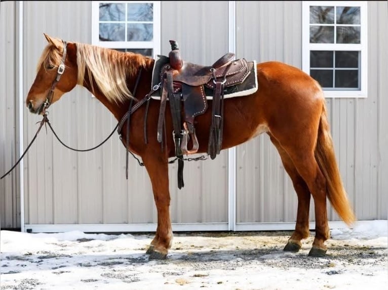 Haflinger / Avelignese Mix Giumenta 3 Anni 155 cm Sauro ciliegia in Augusta