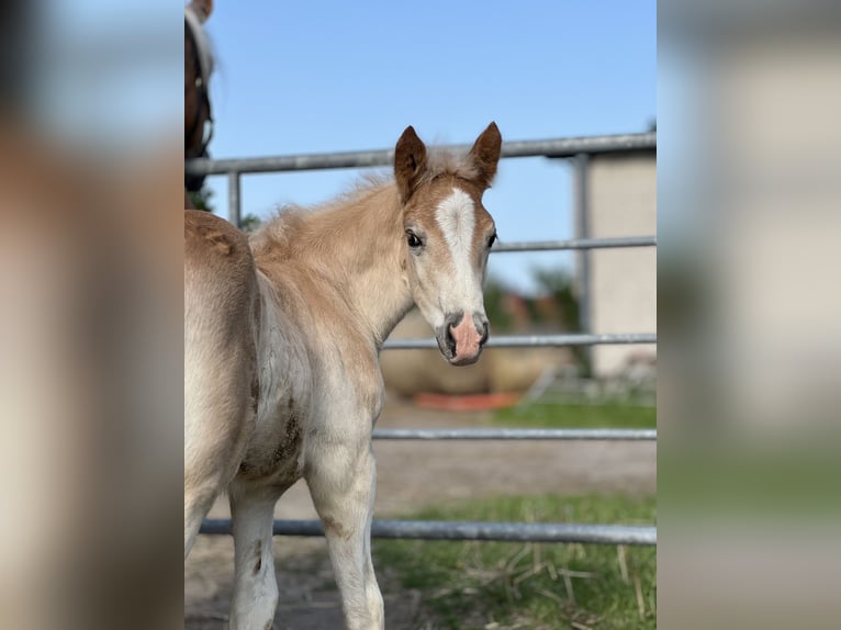 Haflinger / Avelignese Giumenta 3 Anni Sauro in Seedorf