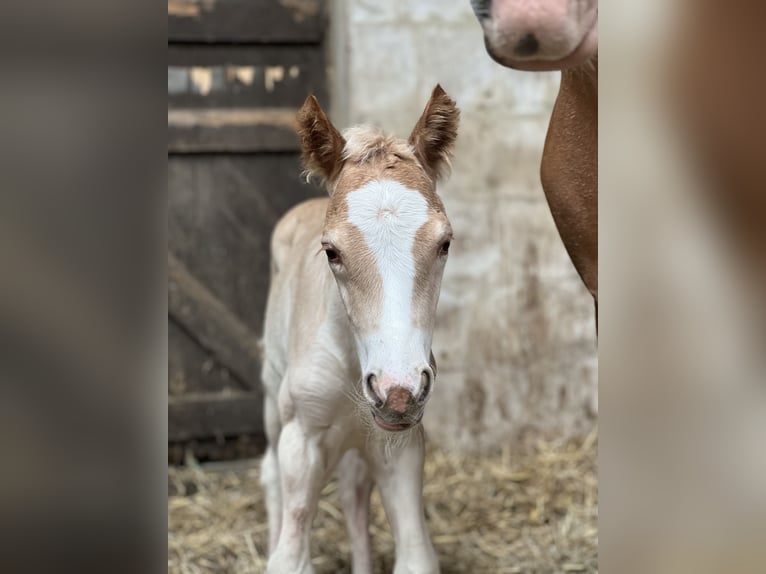 Haflinger / Avelignese Giumenta 3 Anni Sauro in Seedorf