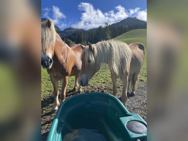 Haflinger / Avelignese Giumenta 3 Anni Sauro in Itter
