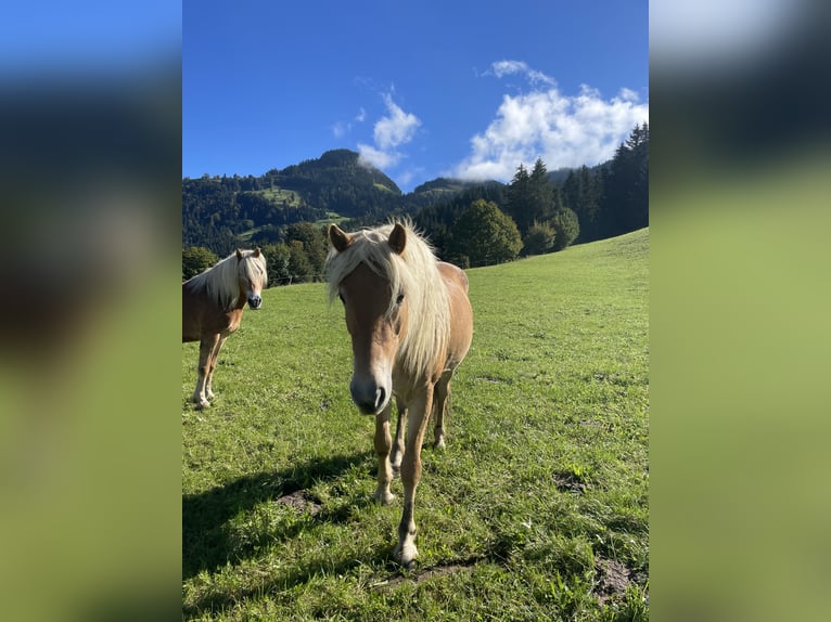 Haflinger / Avelignese Giumenta 3 Anni Sauro in Itter
