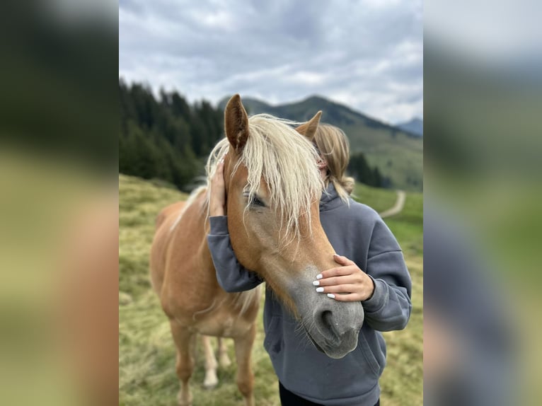 Haflinger / Avelignese Giumenta 3 Anni Sauro in Itter