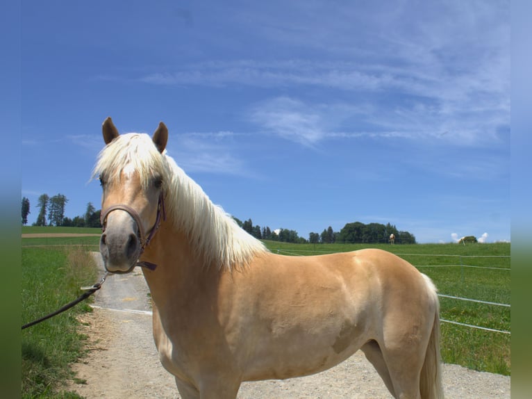 Haflinger / Avelignese Giumenta 3 Anni Sauro in Plasselb