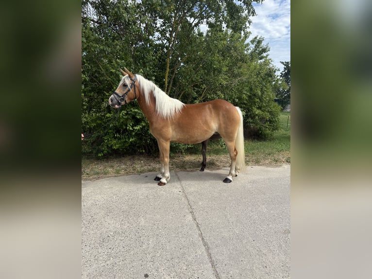 Haflinger / Avelignese Giumenta 4 Anni 140 cm  in Freyburg