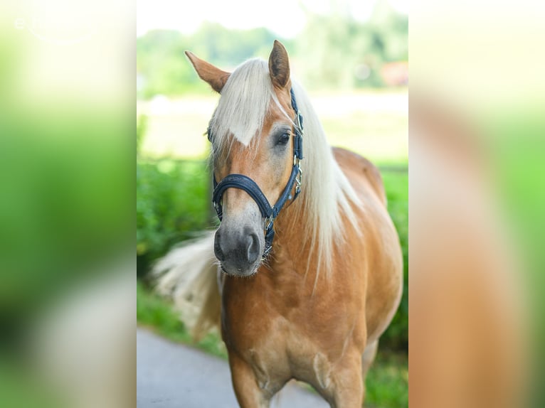 Haflinger / Avelignese Giumenta 4 Anni 143 cm Sauro in Mindelheim