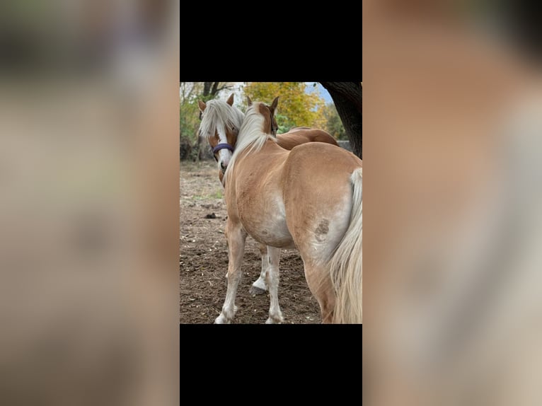 Haflinger / Avelignese Giumenta 4 Anni 145 cm in Schluderns