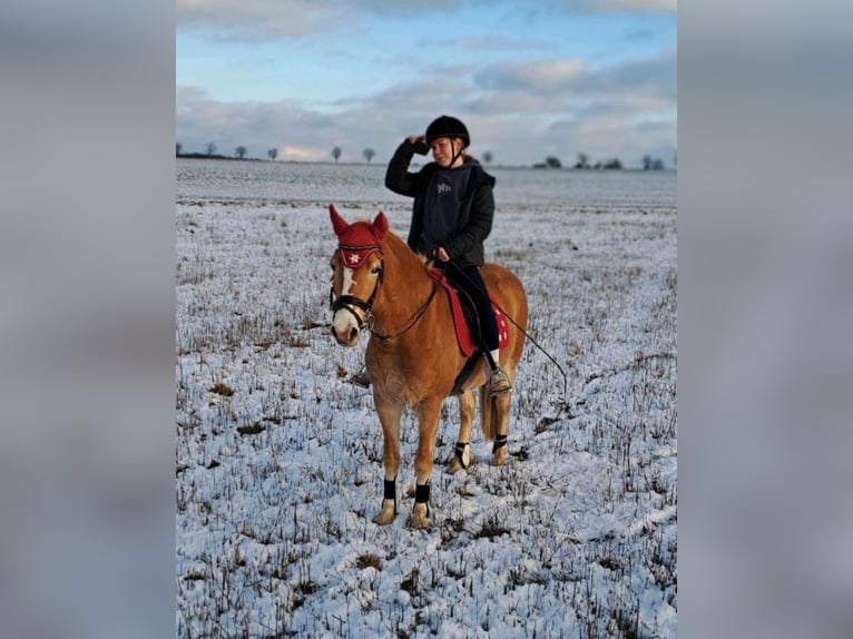 Haflinger / Avelignese Giumenta 4 Anni 145 cm in Cr&#xF6;lpa-L&#xF6;bsch&#xFC;tz