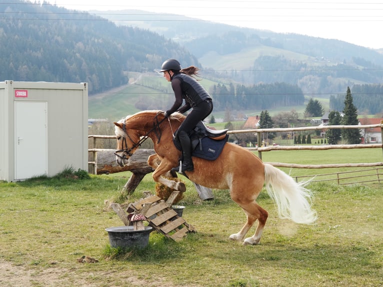 Haflinger / Avelignese Giumenta 4 Anni 145 cm Sauro in Bad St. Leonhard