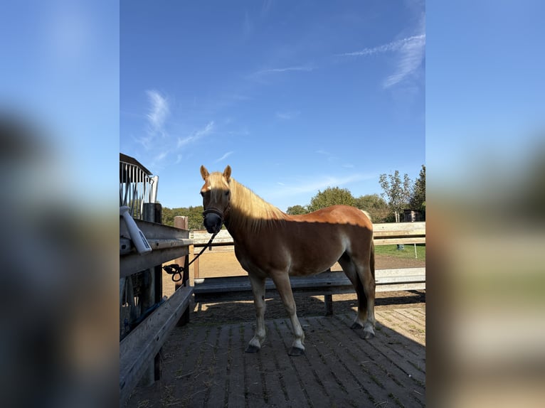 Haflinger / Avelignese Giumenta 4 Anni 145 cm Sauro in Stadtlohn