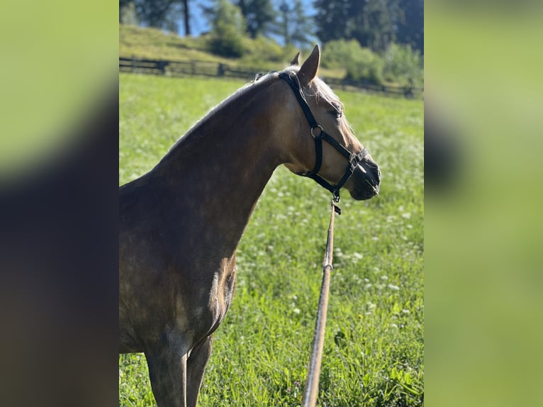 Haflinger / Avelignese Giumenta 4 Anni 145 cm Sauro scuro in Bozen