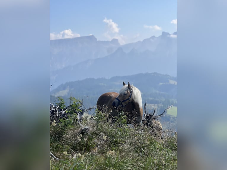 Haflinger / Avelignese Giumenta 4 Anni 145 cm Sauro scuro in Bozen