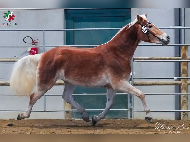 Haflinger / Avelignese Giumenta 4 Anni 145 cm Sauro scuro in Bozen