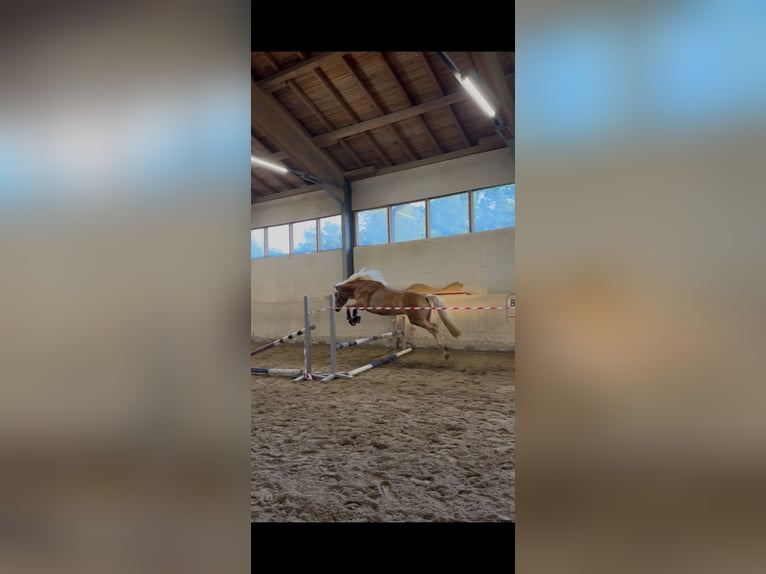 Haflinger / Avelignese Giumenta 4 Anni 146 cm  in Waldkraiburg