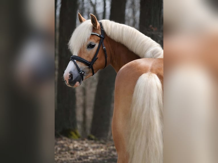 Haflinger / Avelignese Giumenta 4 Anni 146 cm Sauro in Nettersheim
