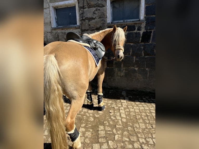 Haflinger / Avelignese Giumenta 4 Anni 146 cm Sauro in Neustadt in Sachsen Oberottendorf
