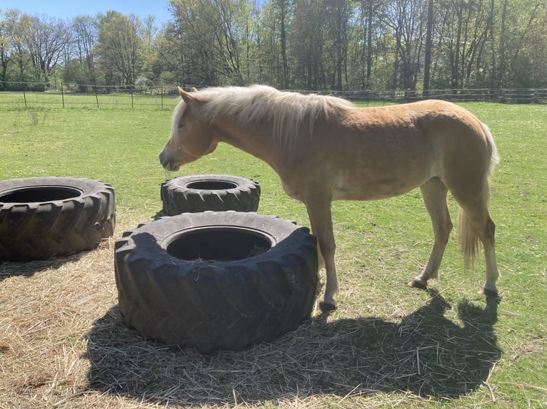 Haflinger / Avelignese Giumenta 4 Anni 146 cm Sauro in Hamburg Rahlstedt