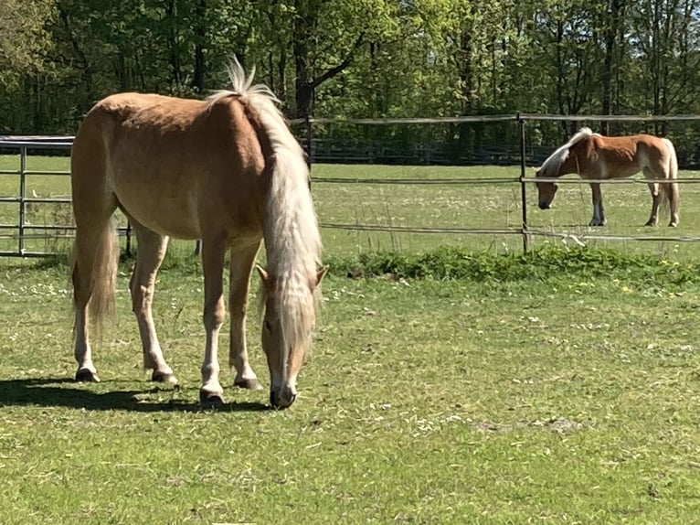 Haflinger / Avelignese Giumenta 4 Anni 146 cm Sauro in Hamburg Rahlstedt