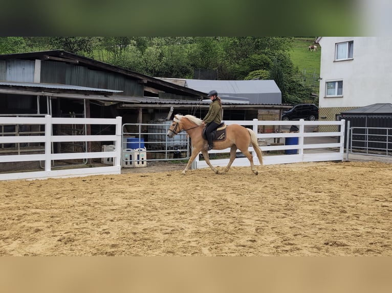 Haflinger / Avelignese Giumenta 4 Anni 147 cm Baio ciliegia in Morsbach