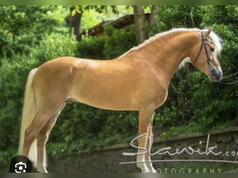 Haflinger / Avelignese Giumenta 4 Anni 147 cm Sauro in Krieglach