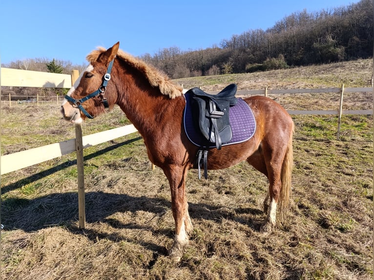 Haflinger / Avelignese Mix Giumenta 4 Anni 148 cm  in Ponzone