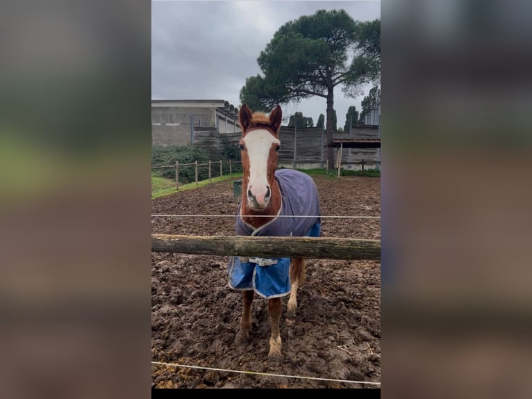 Haflinger / Avelignese Mix Giumenta 4 Anni 148 cm  in Ponzone