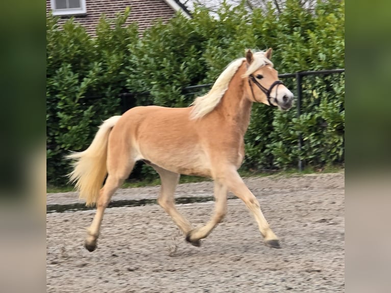 Haflinger / Avelignese Giumenta 4 Anni 148 cm Palomino in Someren