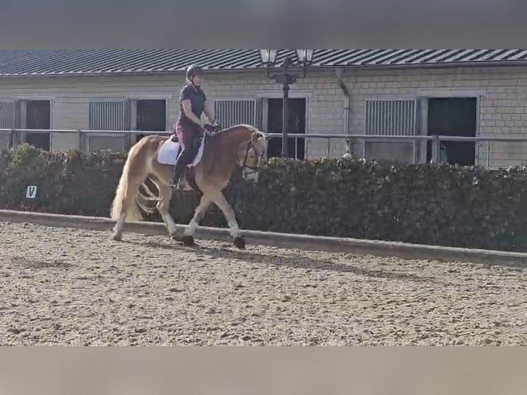 Haflinger / Avelignese Giumenta 4 Anni 148 cm Sauro in Mettmann