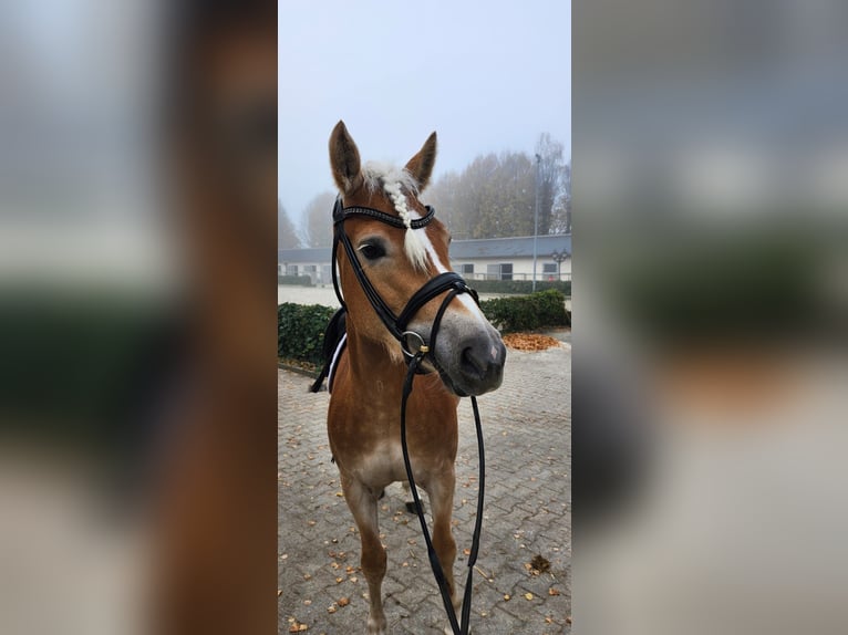 Haflinger / Avelignese Giumenta 4 Anni 148 cm Sauro in Mettmann