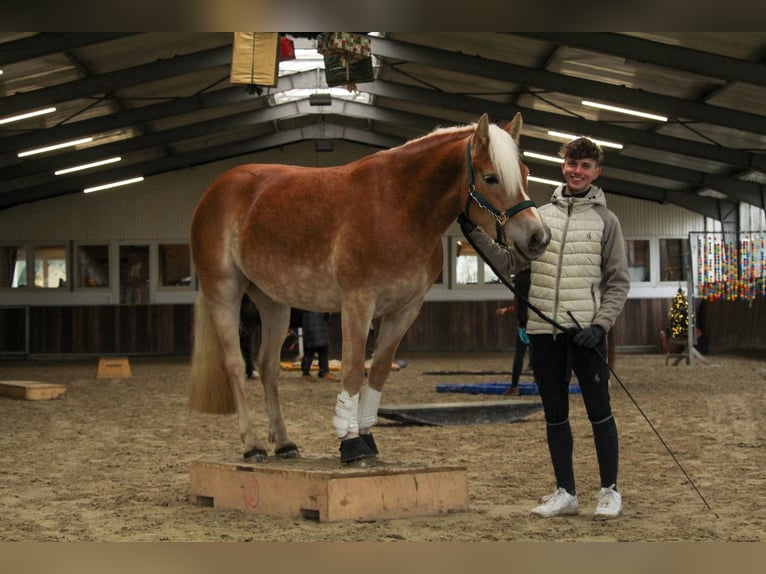 Haflinger / Avelignese Giumenta 4 Anni 148 cm Sauro in Mettmann