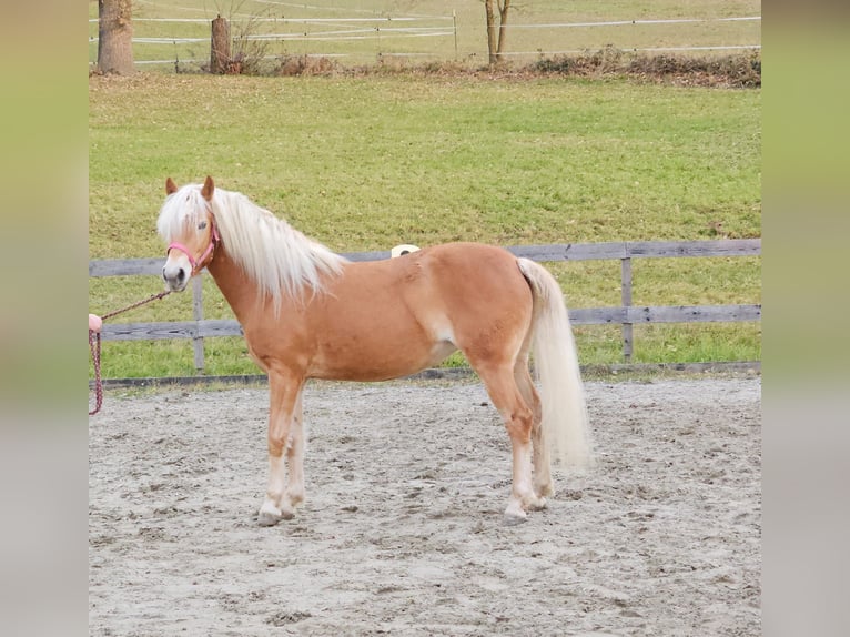 Haflinger / Avelignese Giumenta 4 Anni 148 cm Sauro in Gleißenberg