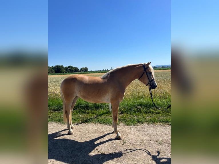 Haflinger / Avelignese Giumenta 4 Anni 148 cm Sauro in Tulln